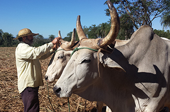 Mario Sanabria working with his animals